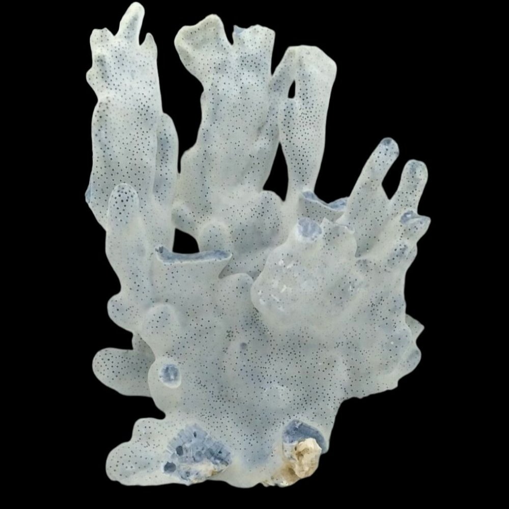 Rare ~ Natural Blue Coral Branch Heliopora Coerulea Specimen 7.1/2 H x 5.1/2 W